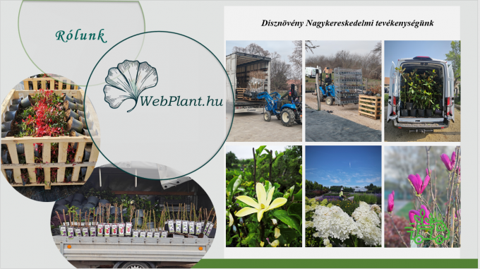 https://www.webplant.hu/files/menus/297/tn_20261001094908_letoltes_5.png