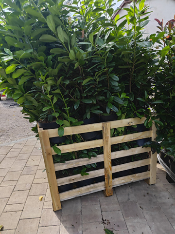 https://www.webplant.hu/files/menus/305/tn_20241009065553_img_20240926_111801.jpg