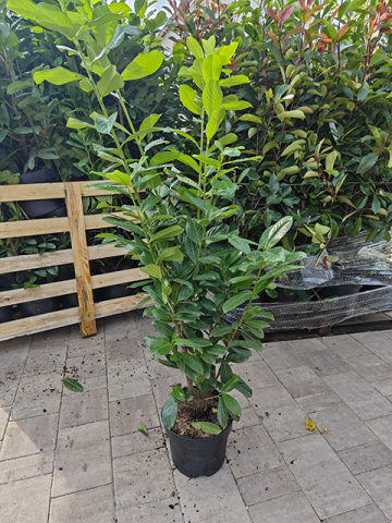 https://www.webplant.hu/files/menus/305/tn_20241009065556_img_20240926_111826.jpg