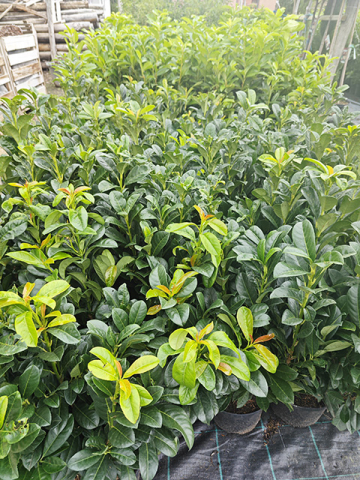 https://www.webplant.hu/files/menus/305/tn_20241009070759_img_20240914_165953.jpg