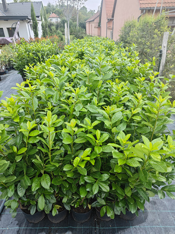 https://www.webplant.hu/files/menus/305/tn_20241009070801_img_20240914_165937.jpg