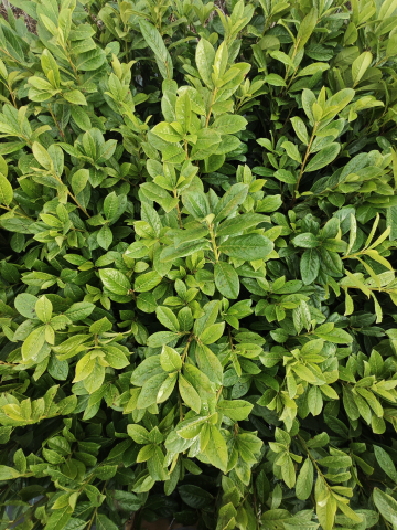 https://www.webplant.hu/files/menus/305/tn_20250313111602_img_20250310_170235.jpg