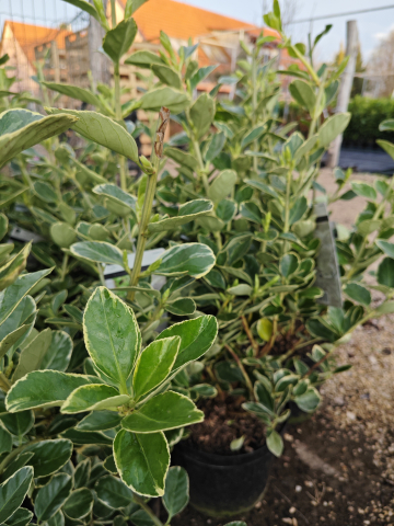 https://www.webplant.hu/files/menus/305/tn_20250313111616_img_20250310_170400.jpg
