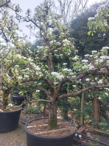 https://www.webplant.hu/files/menus/305/tn_20250422114121_52.jpeg