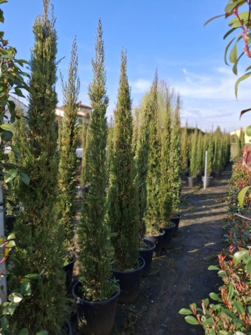 https://www.webplant.hu/files/menus/328/tn_20250304091813_pyramidalis_clt.jpg