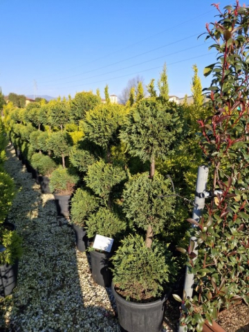 https://www.webplant.hu/files/menus/328/tn_20250304091817_leylandii_cwg_co_25_h_125_3_balls.jpg