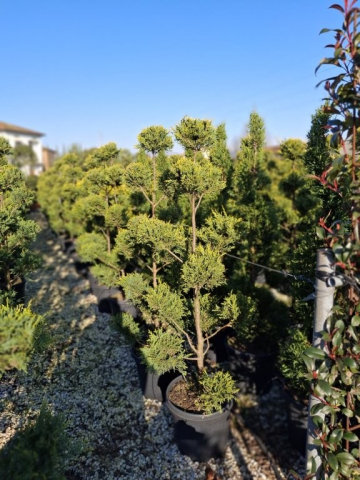https://www.webplant.hu/files/menus/328/tn_20250304091820_110-130_ponpon.jpg
