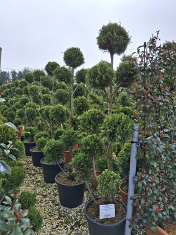 https://www.webplant.hu/files/menus/328/tn_20250304091823_leylandii_cwg_co_35_ponpon.jpg