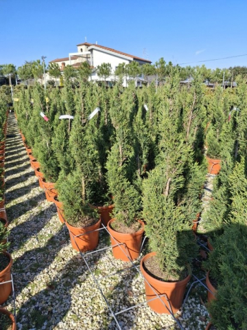 https://www.webplant.hu/files/menus/328/tn_20250304091826_80-100_spiral.jpg