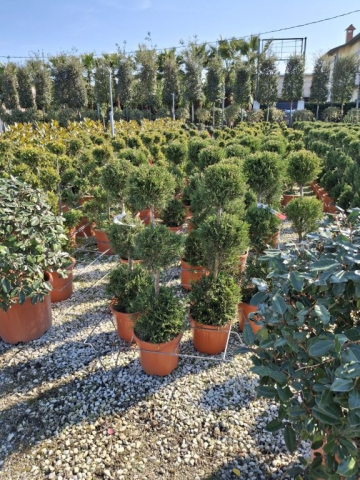 https://www.webplant.hu/files/menus/328/tn_20250304091832_leylandii_cwg_rco10_3_balls.jpg