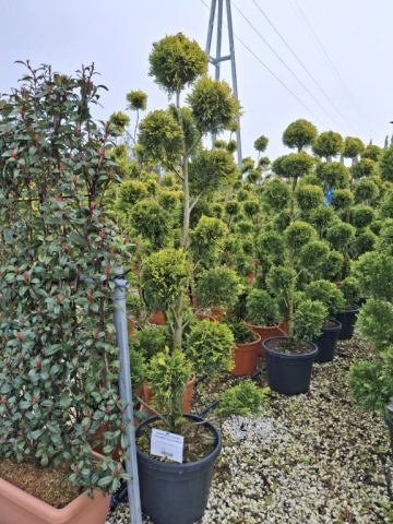https://www.webplant.hu/files/menus/328/tn_20250304091841_leylandii_gold_rider_co_35_ponpon_extra.jpg
