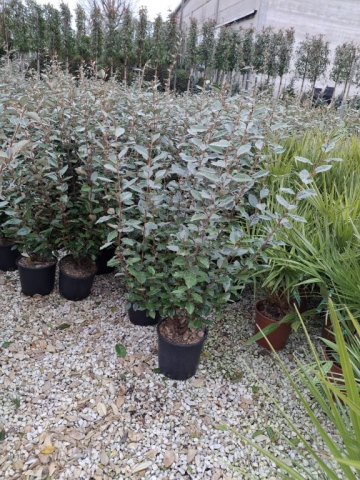 https://www.webplant.hu/files/menus/328/tn_20250304091851_eleagnus_ebbingei_clt_9.jpg