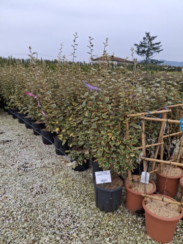 https://www.webplant.hu/files/menus/328/tn_20250304091906_eleagnus_viveleg_clt_18.jpg