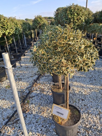 https://www.webplant.hu/files/menus/328/tn_20250304091915_variegato_co_20_1-4stem.jpg