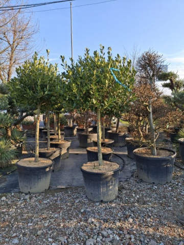 https://www.webplant.hu/files/menus/328/tn_20250304091937_std_extra.jpg