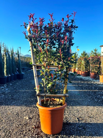https://www.webplant.hu/files/menus/328/tn_20250304091949_photinia_compacta_frame_80x40.jpg