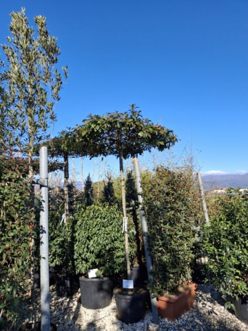https://www.webplant.hu/files/menus/328/tn_20250304091958_robin_std_roof.jpg