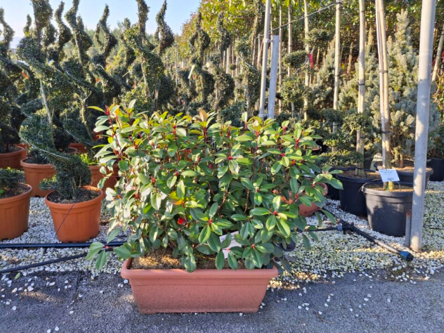https://www.webplant.hu/files/menus/328/tn_20250304092015_robin_jardinier_80x40_hedge_shape.jpg
