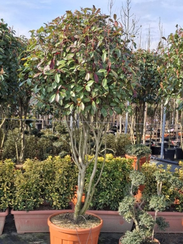 https://www.webplant.hu/files/menus/328/tn_20250304092019_robin_rclt_55_multistem.jpg