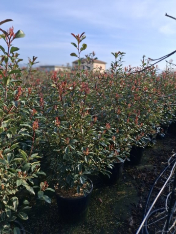 https://www.webplant.hu/files/menus/328/tn_20250304092022_photinia_pink_marble_clt_30_100-125.jpg