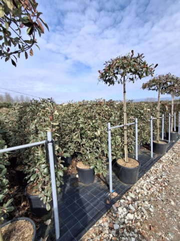 https://www.webplant.hu/files/menus/328/tn_20250304092025_photinia_pink_marble_clt_35_120x80_frame.jpg