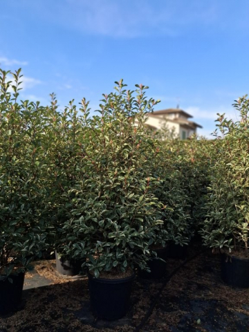 https://www.webplant.hu/files/menus/328/tn_20250304092028_photinia_pink_marble_clt_55_200.jpg