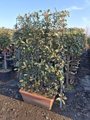 https://www.webplant.hu/files/menus/328/tn_20250304092031_photinia_pink_marble_jardinier_60x30_fra.jpg