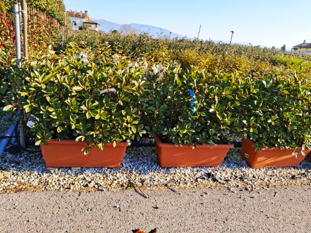 https://www.webplant.hu/files/menus/328/tn_20250304092034_photinia_pink_marble_jardinier_80x40_hed.jpg