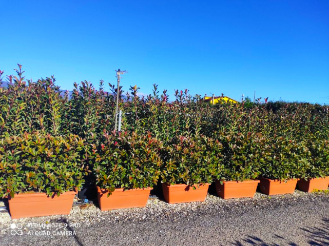https://www.webplant.hu/files/menus/328/tn_20250304092037_photinia_pink_marble_kasten_80x40_heckel.jpg