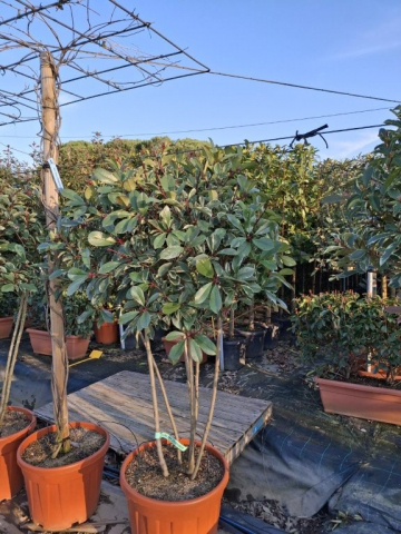 https://www.webplant.hu/files/menus/328/tn_20250304092040_photinia_pink_marble_rco_55_multistem.jpg