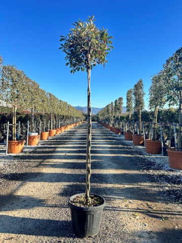https://www.webplant.hu/files/menus/328/tn_20250304092042_photinia_pink_marble_twisted_stem.jpg