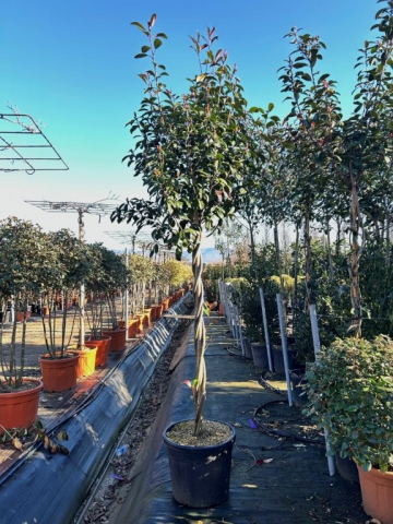 https://www.webplant.hu/files/menus/328/tn_20250304092045_photinia_red_robin_twisted_stem.jpg