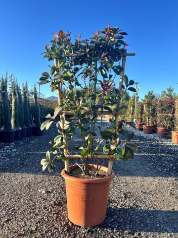https://www.webplant.hu/files/menus/328/tn_20250304092048_photinia_red_robin_frame_80x40.jpg