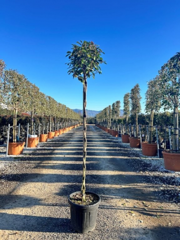 https://www.webplant.hu/files/menus/328/tn_20250304092051_photinia_red_robin_twisted_stem.jpg
