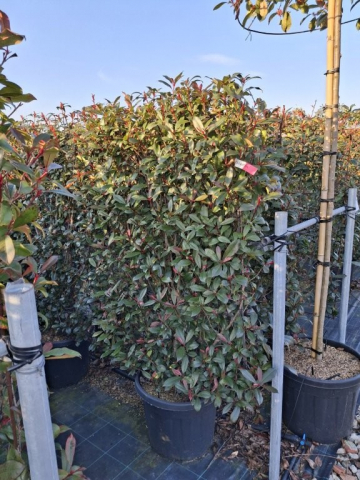 https://www.webplant.hu/files/menus/328/tn_20250304092054_photinia_rob_compacta_co_45_frame_150x10.jpg