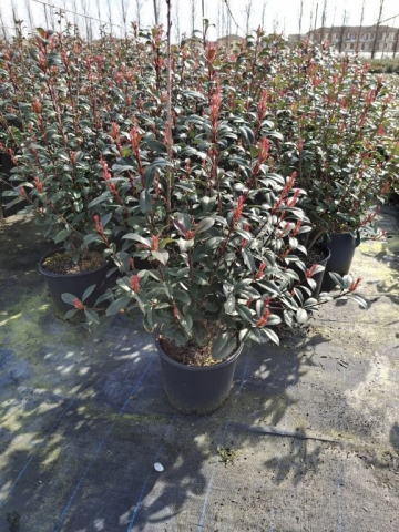 https://www.webplant.hu/files/menus/328/tn_20250304092100_compacta_clt_18.jpg