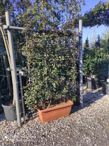 https://www.webplant.hu/files/menus/328/tn_20250304092106_compacta_jardinier_60x30.jpg