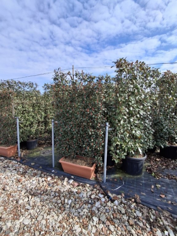 https://www.webplant.hu/files/menus/328/tn_20250304092109_compacta_jardinier.jpg