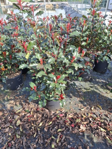 https://www.webplant.hu/files/menus/328/tn_20250304092115_photinia_volcano_clt_9.jpg