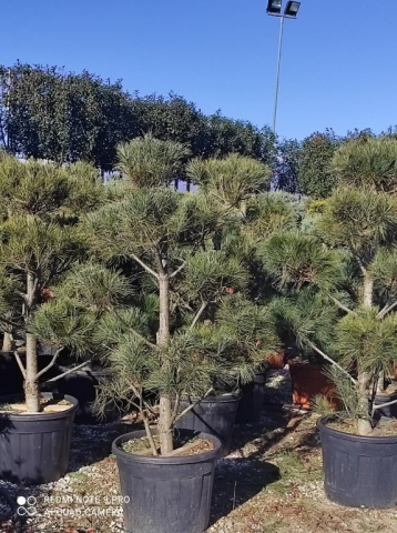 https://www.webplant.hu/files/menus/328/tn_20250304092124_pinus_strobus_co_70_ponpon.jpg