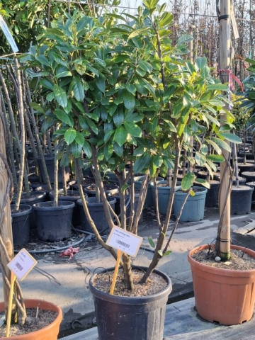 https://www.webplant.hu/files/menus/328/tn_20250304092133_novita_co_45_multistem.jpg